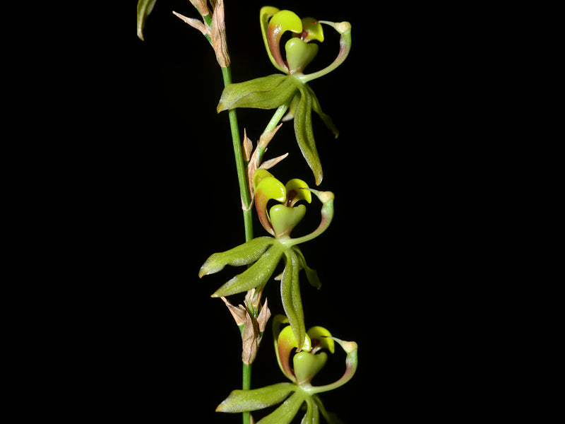Oncidium wallisoides