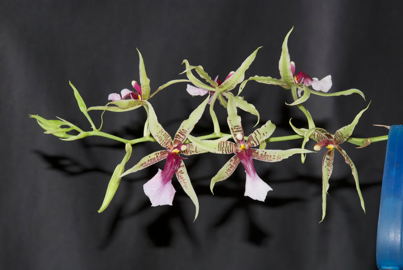 Oncidium hastilabium