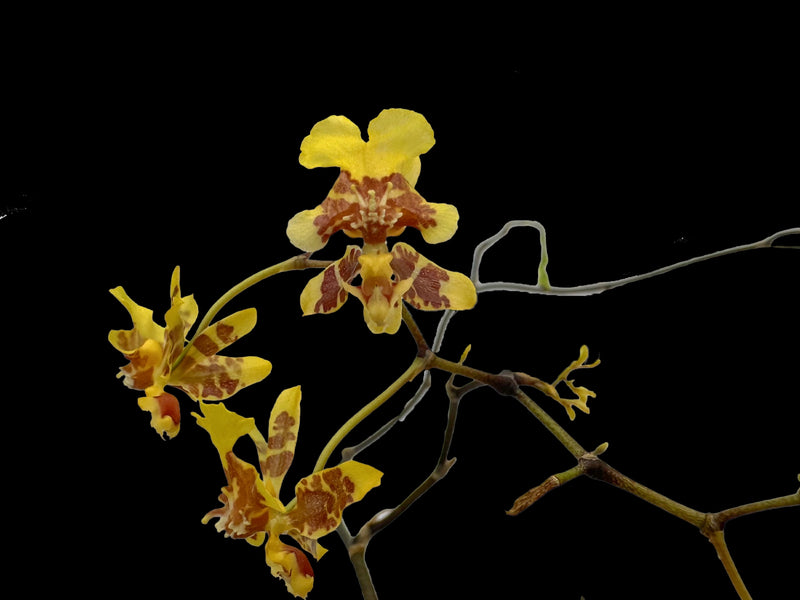 Oncidium leopardinum