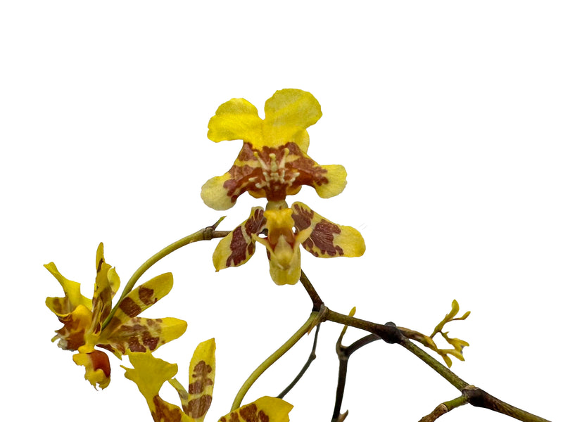 Oncidium leopardinum