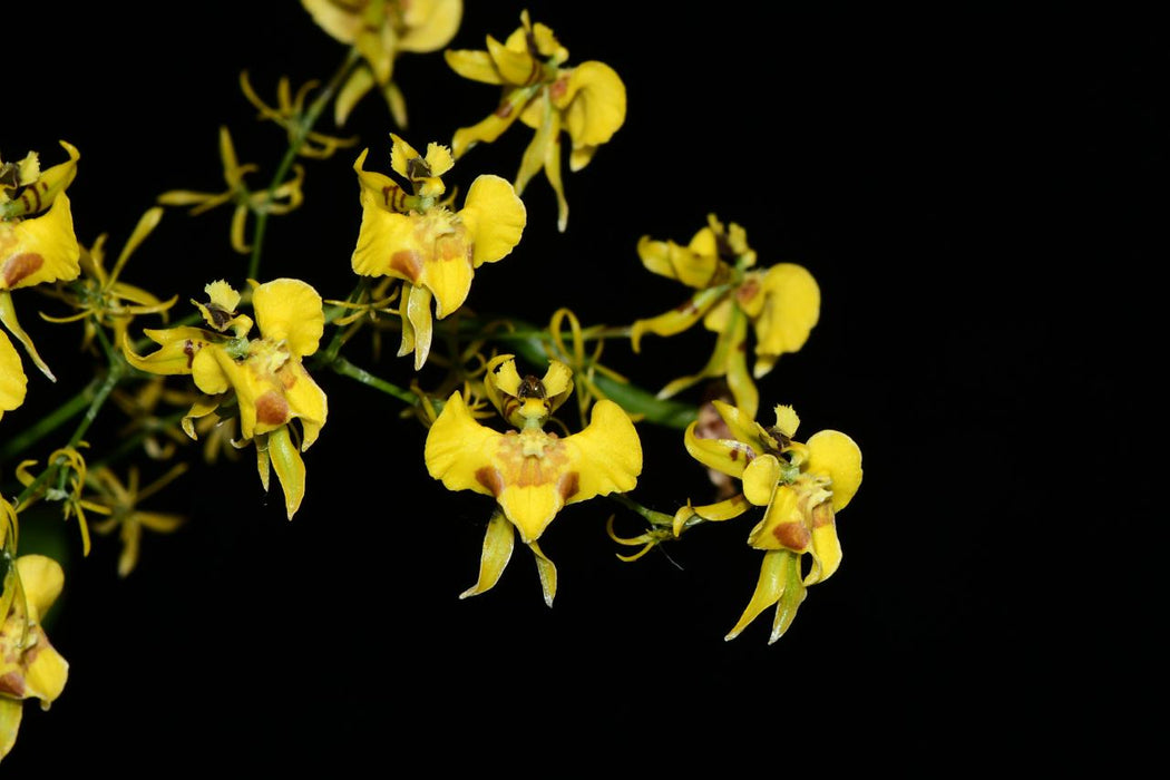 Oncidium orthotis