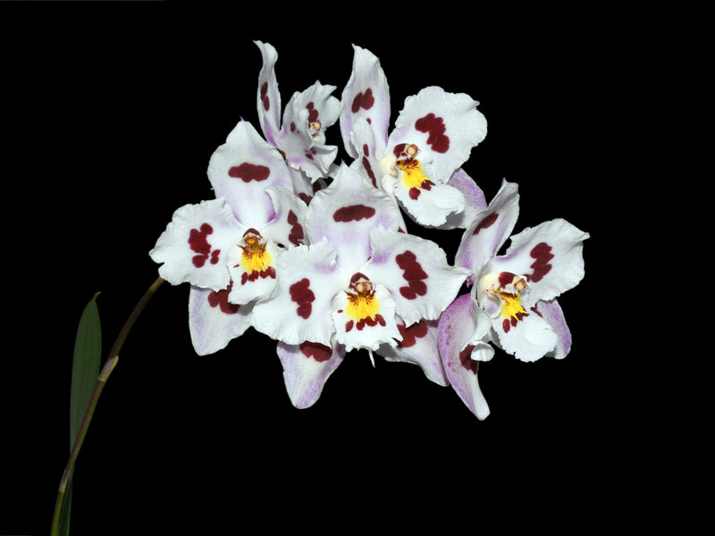 Oncidium Andean Leopard