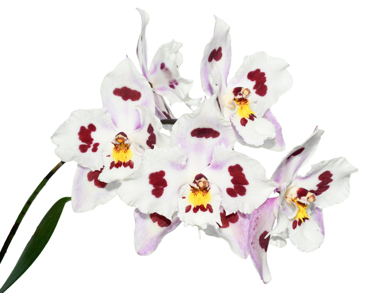 Oncidium Andean Leopard
