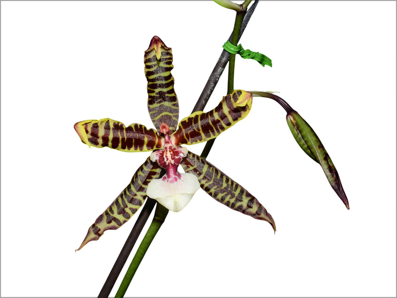 Oncidoglossum Ecuagenera