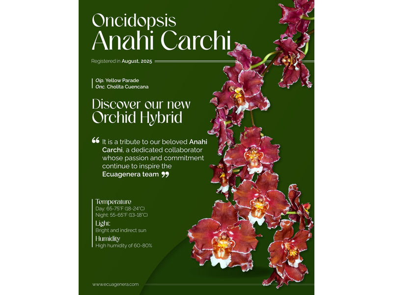 Oncidopsis Anahi Carchi