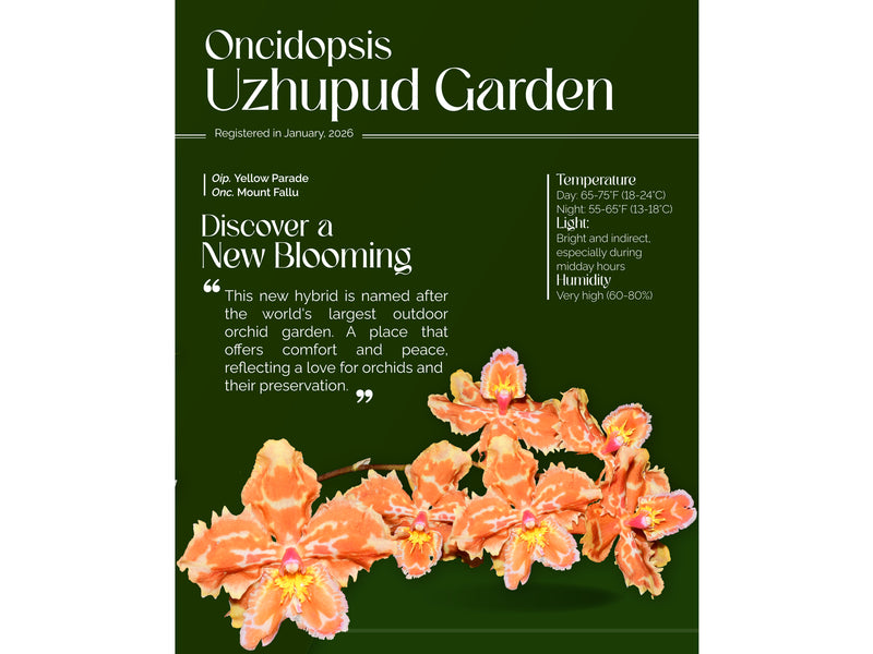 Oncidopsis Uzhupud Garden
