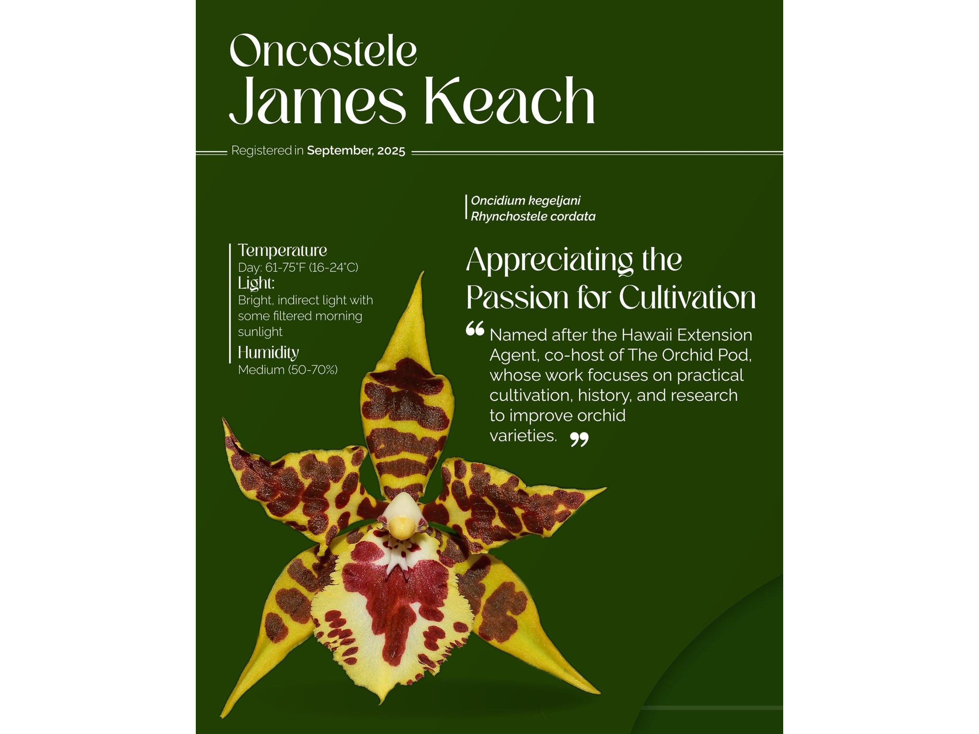 Oncostele James Keach — Ecuagenera Orquídeas del Ecuador