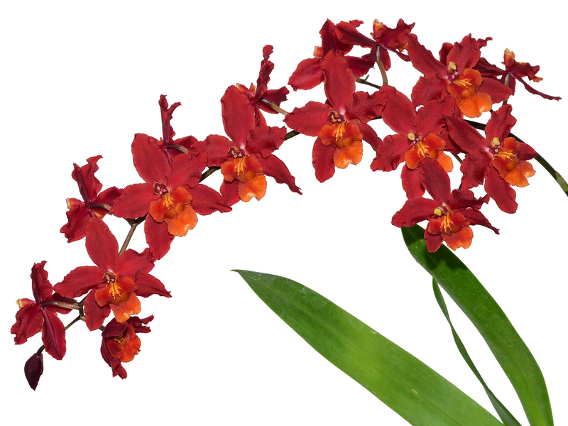 Oncostele Carolina Jijon