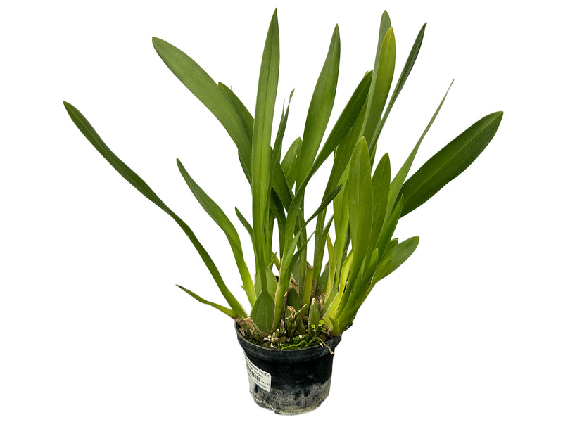 Oncostele Catatante 'Pacific Command Taida Sunset'