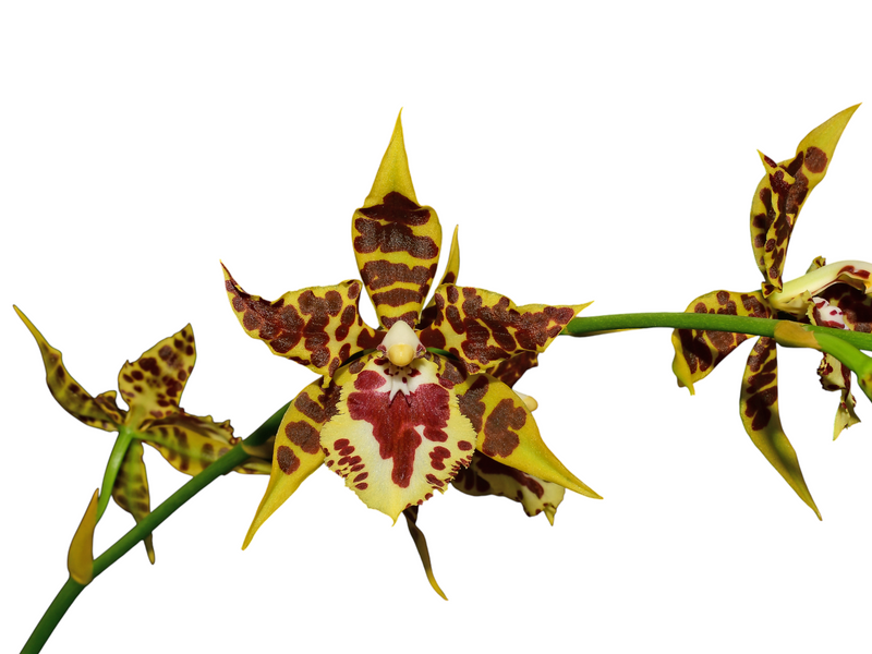 Oncostele James Keach