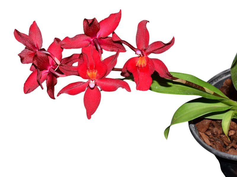 Oncostelopsis Fran's Jewels