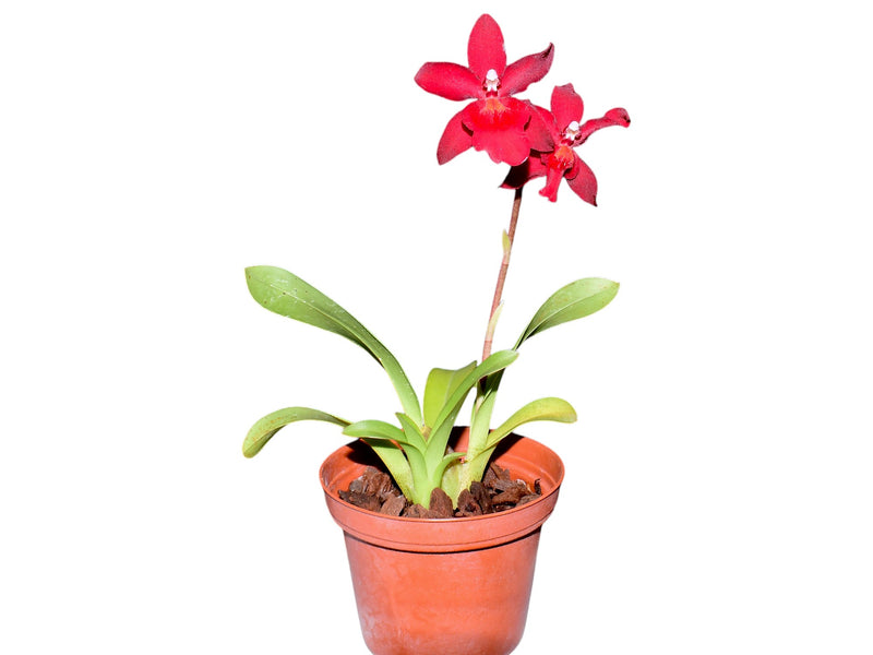 Oncostelopsis Fran's Jewels
