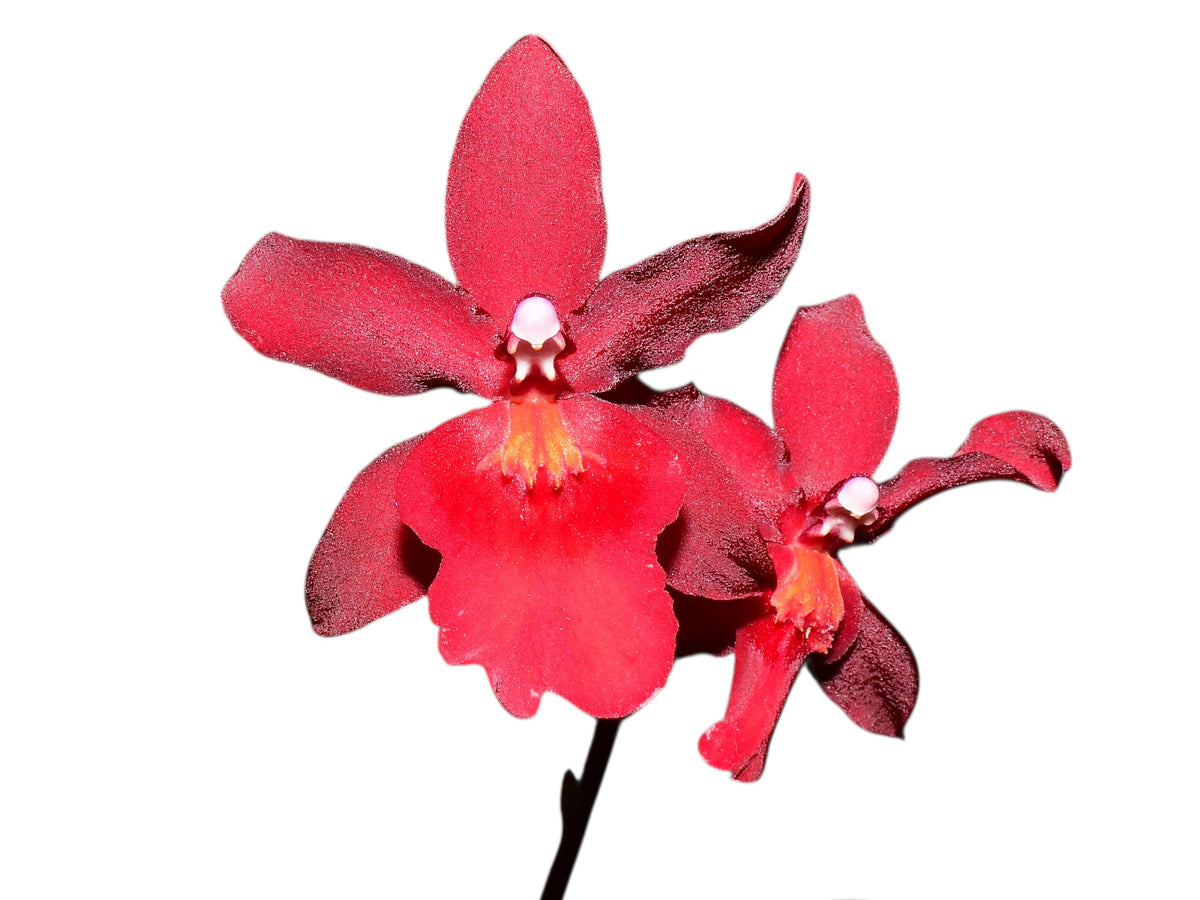 Oncostelopsis Fran's Jewels