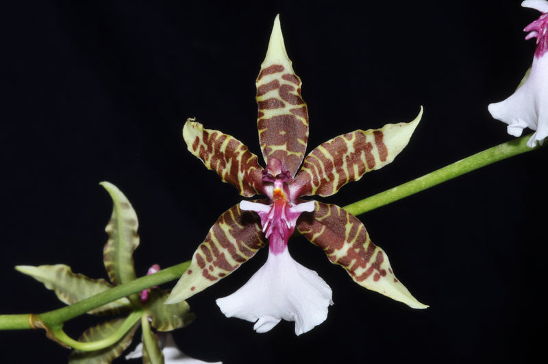Oncidium hastilabium