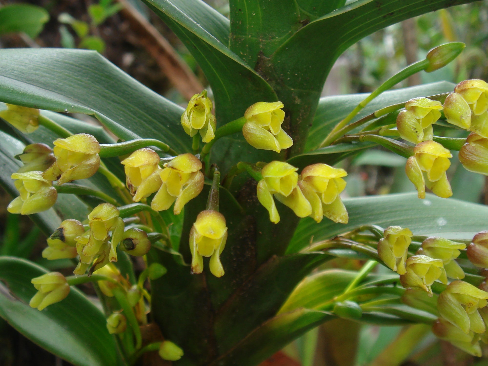 Ornithidium aureum