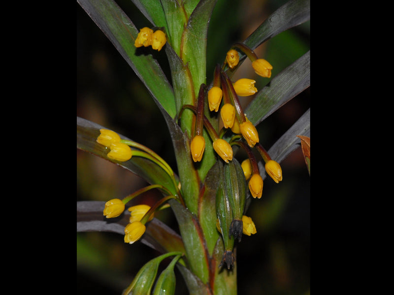 Ornithidium aureum var silver leaf