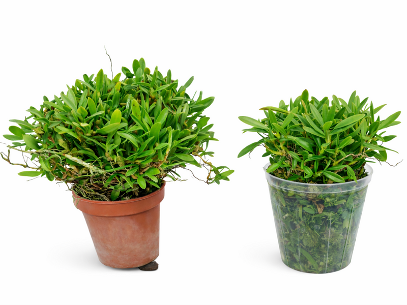 Ornithidium sophronitis (Big)