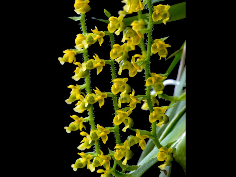 Ornithocephalus bonitensis