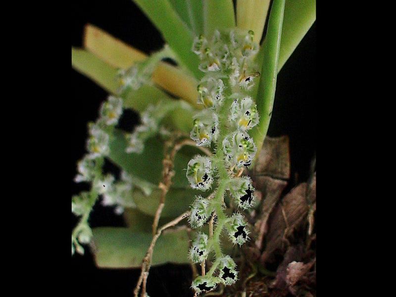 Ornithocephalus bryostachyus