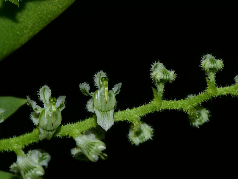 Ornithocephalus ciliatus