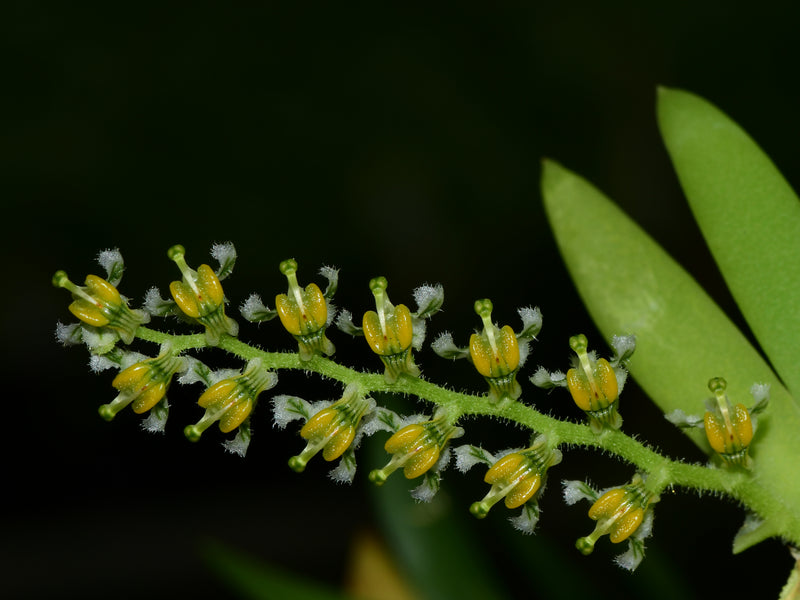 Ornithocephalus ciliatus