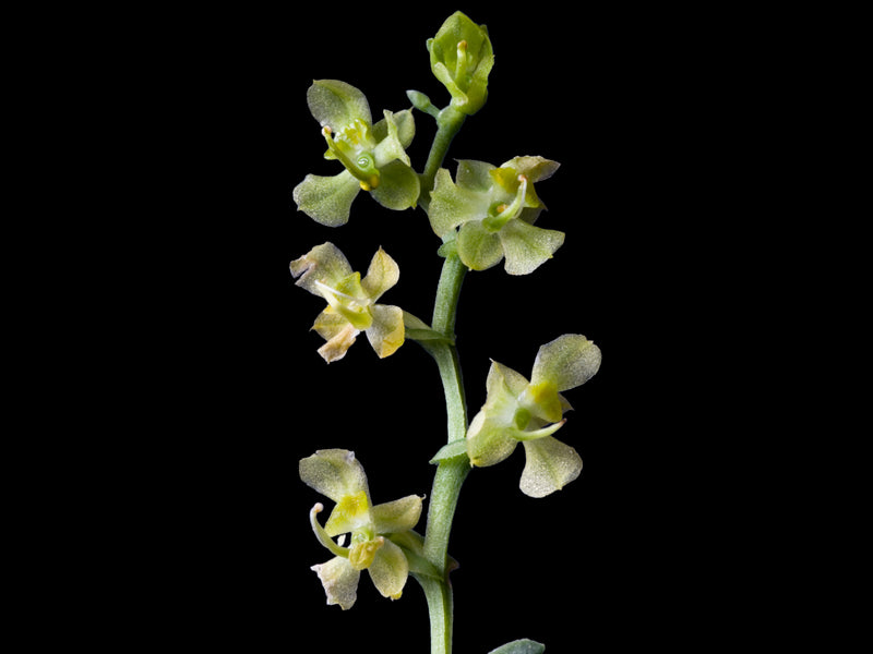 Ornithocephalus gladiatus