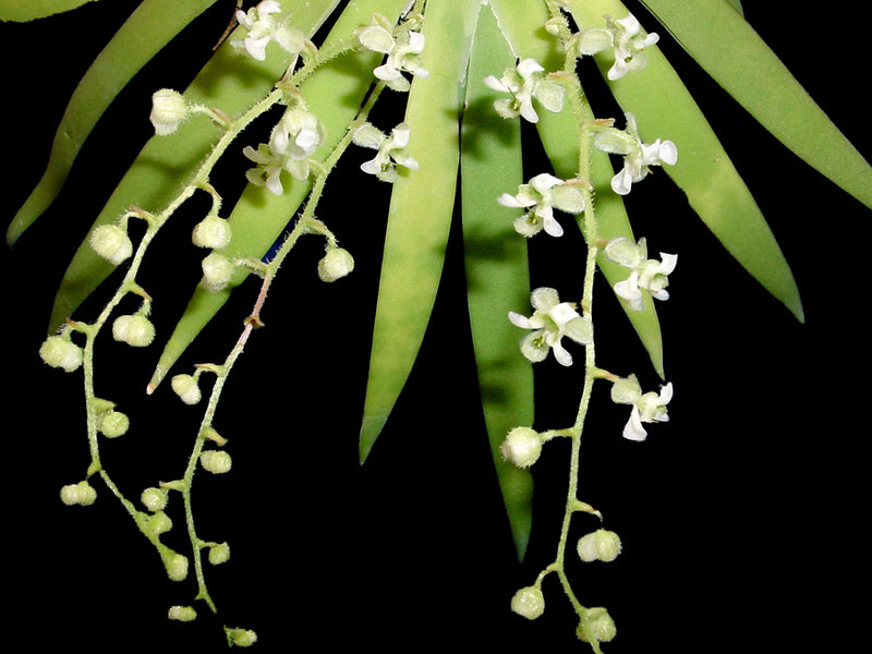 Ornithocephalus suarezii