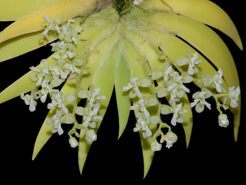 Ornithocephalus suarezii