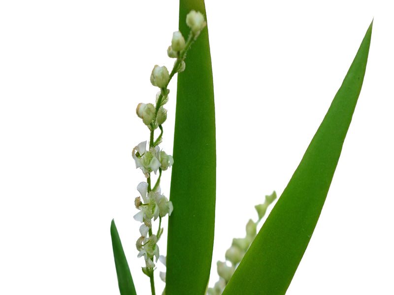 Ornithocephalus suarezii