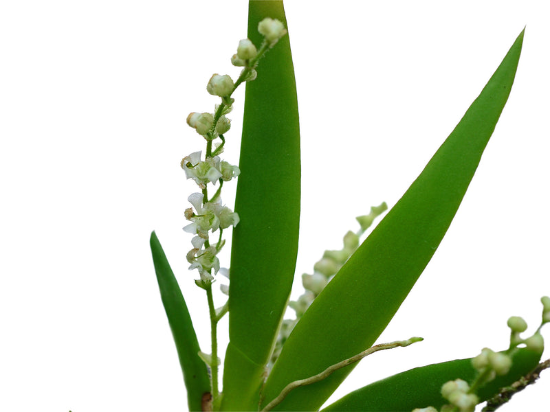 Ornithocephalus suarezii