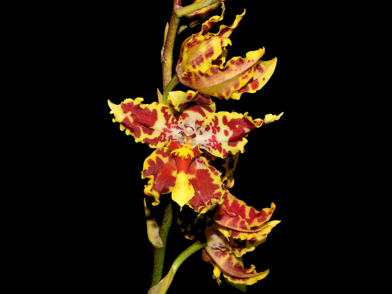 Oncidium Tom Mirenda