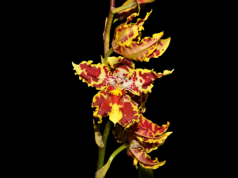 Otoglossum coronarium x Odontoglossum cirrhosum