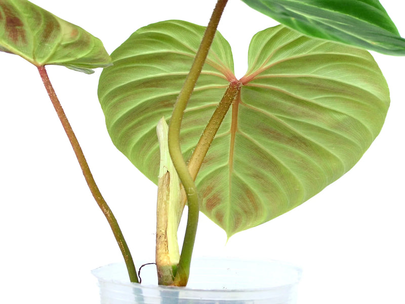 philodendron verrucosum red back Philodendron verrucosum Amazon Sunset 'Iricolor'