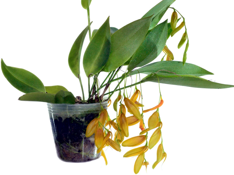 Pleurothallis thysana