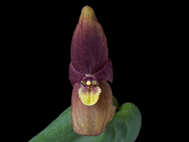 Pabstiella piraquarensis