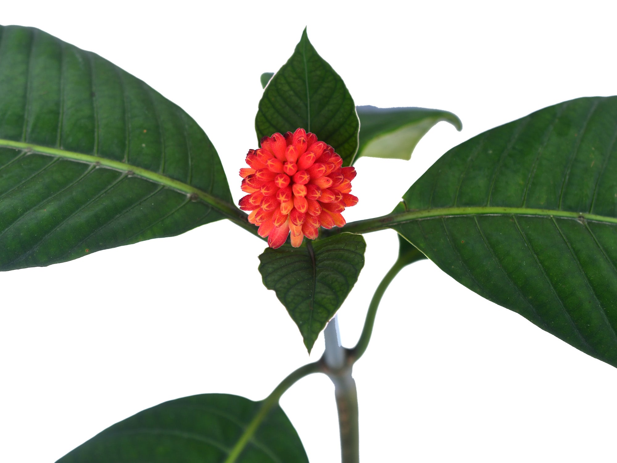Palicourea paulina