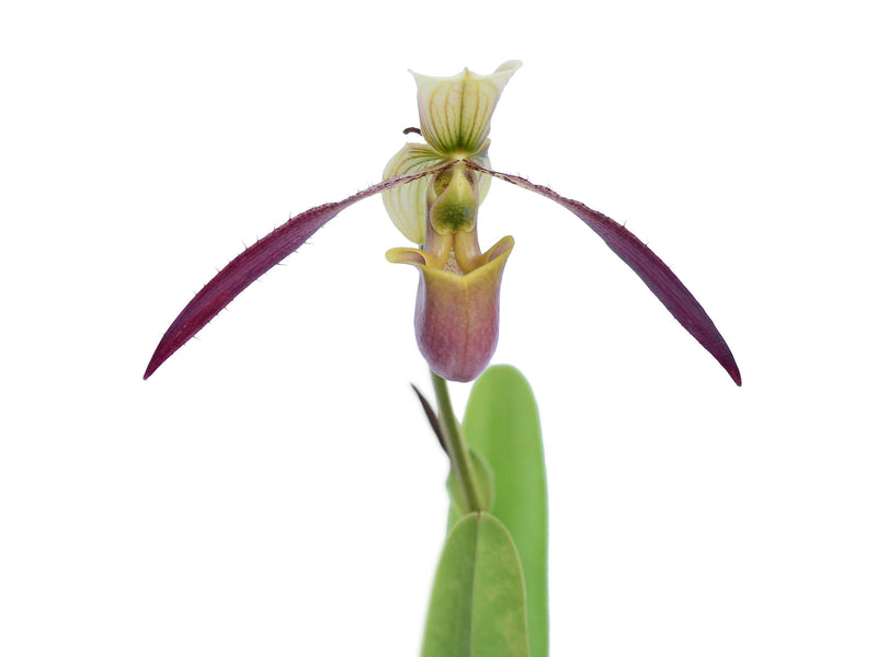 Paphiopedilum Apperley x (Paph. Saint Swithin x Paph. Michael Koopowitz)
