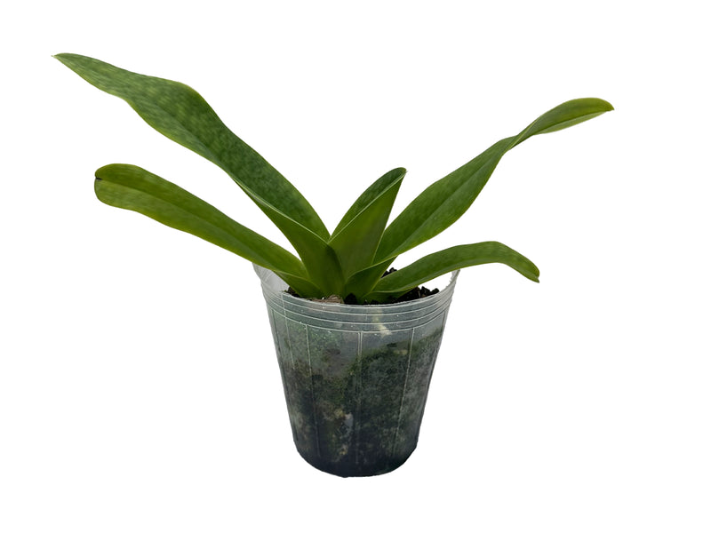 Paphiopedilum Apperley x (Paph. Saint Swithin x Paph. Michael Koopowitz)