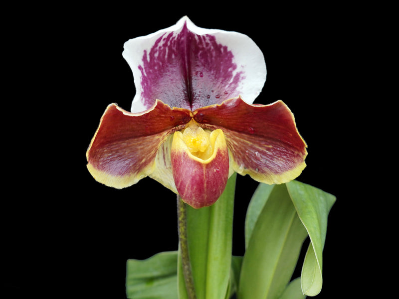 Paphiopedilum Cocoa Chilwin x Paph. Cocoa Motto Kitty