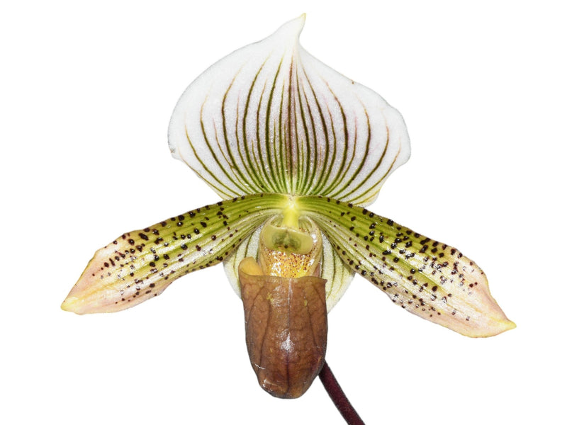 Paphiopedilum Dieter Heyde X Paph lawrenceanum fma. hyeanum unbelievable albino