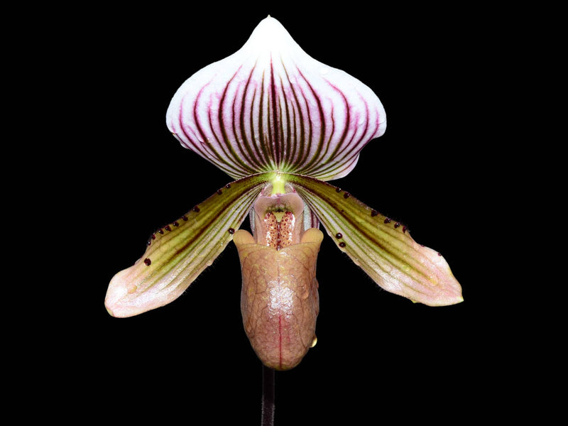 Paphiopedilum Mottled Leaf Albino Type