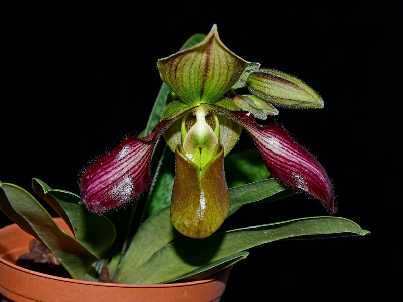 Paphiopedilum parishii x Paphiopedilum rungsuriyanum