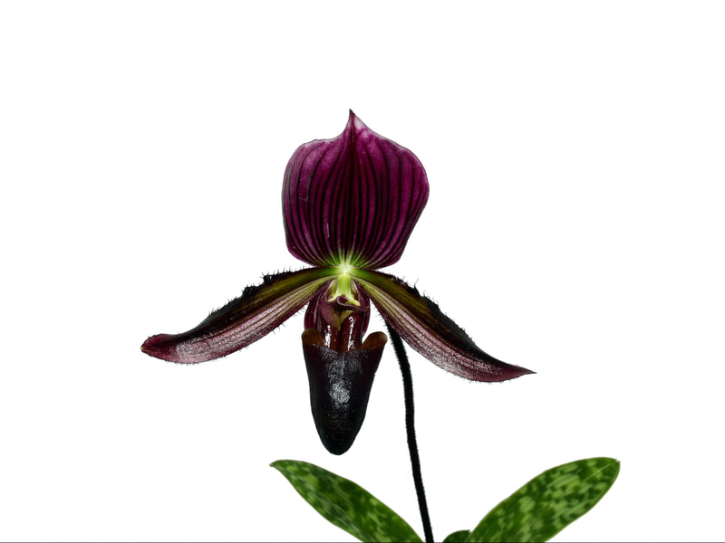 Paphiopedilum Cesar Maaz