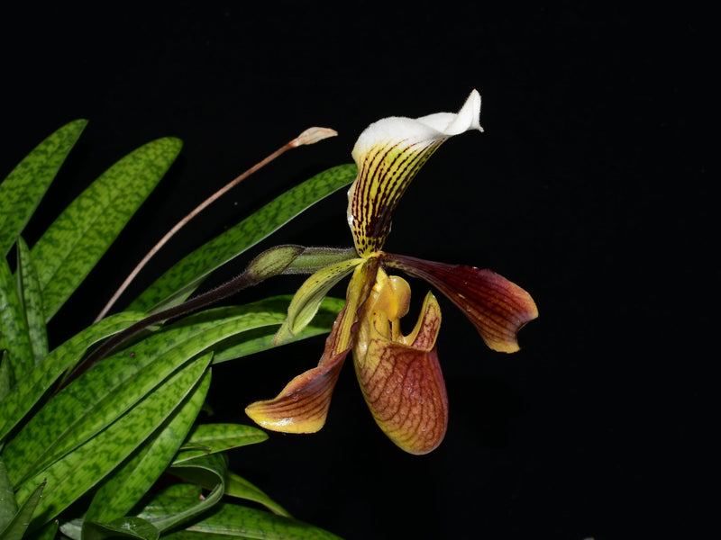 Paphiopedilum Oenanthum