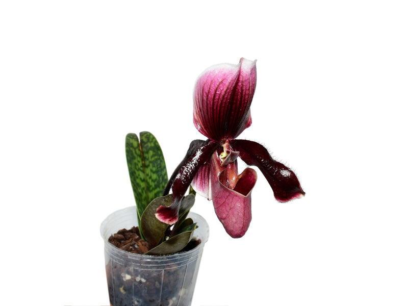 Paphiopedilum Wood Wonder 'Junglecook' x Paph. henryanum 'Warden's Punk AM/AOS(1654) X Paph. Senne Calle