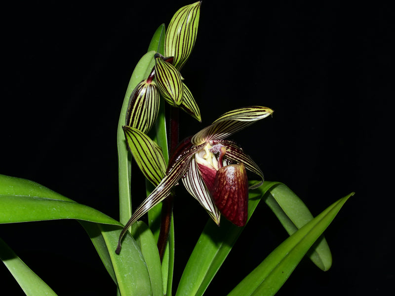 Paphiopedilum rothschildianum ('Green Valley x Fly Eagle')