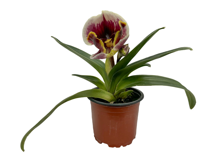 Paphiopedilum In-Charm Pacific x Paph. Enzan kitty