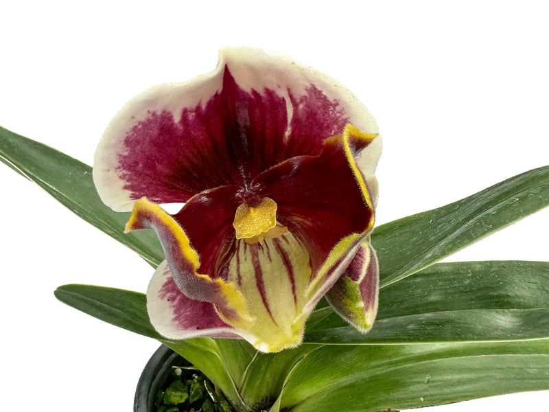 Paphiopedilum In-Charm Pacific x Paph. Enzan kitty