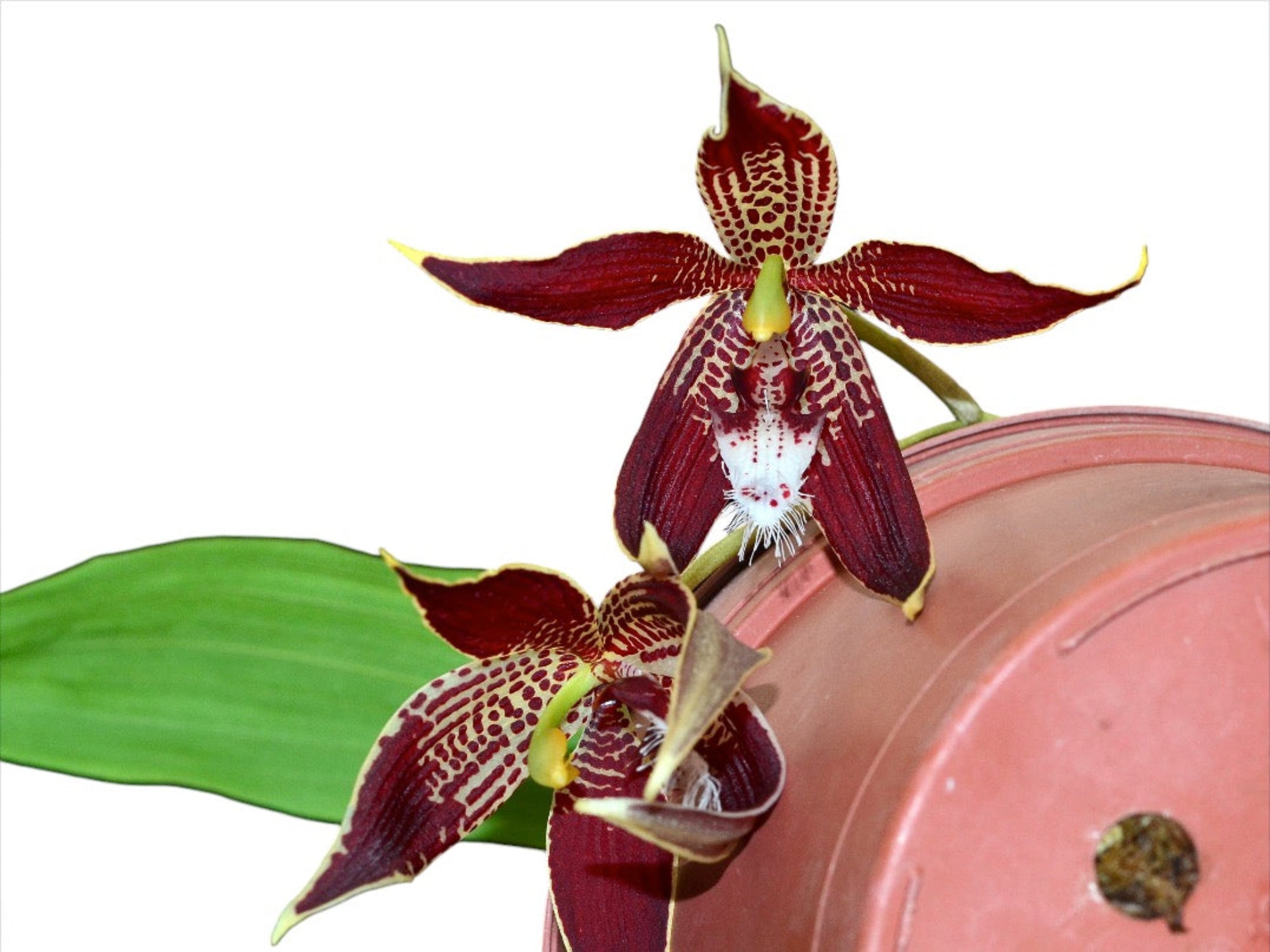 Paphinia cristata