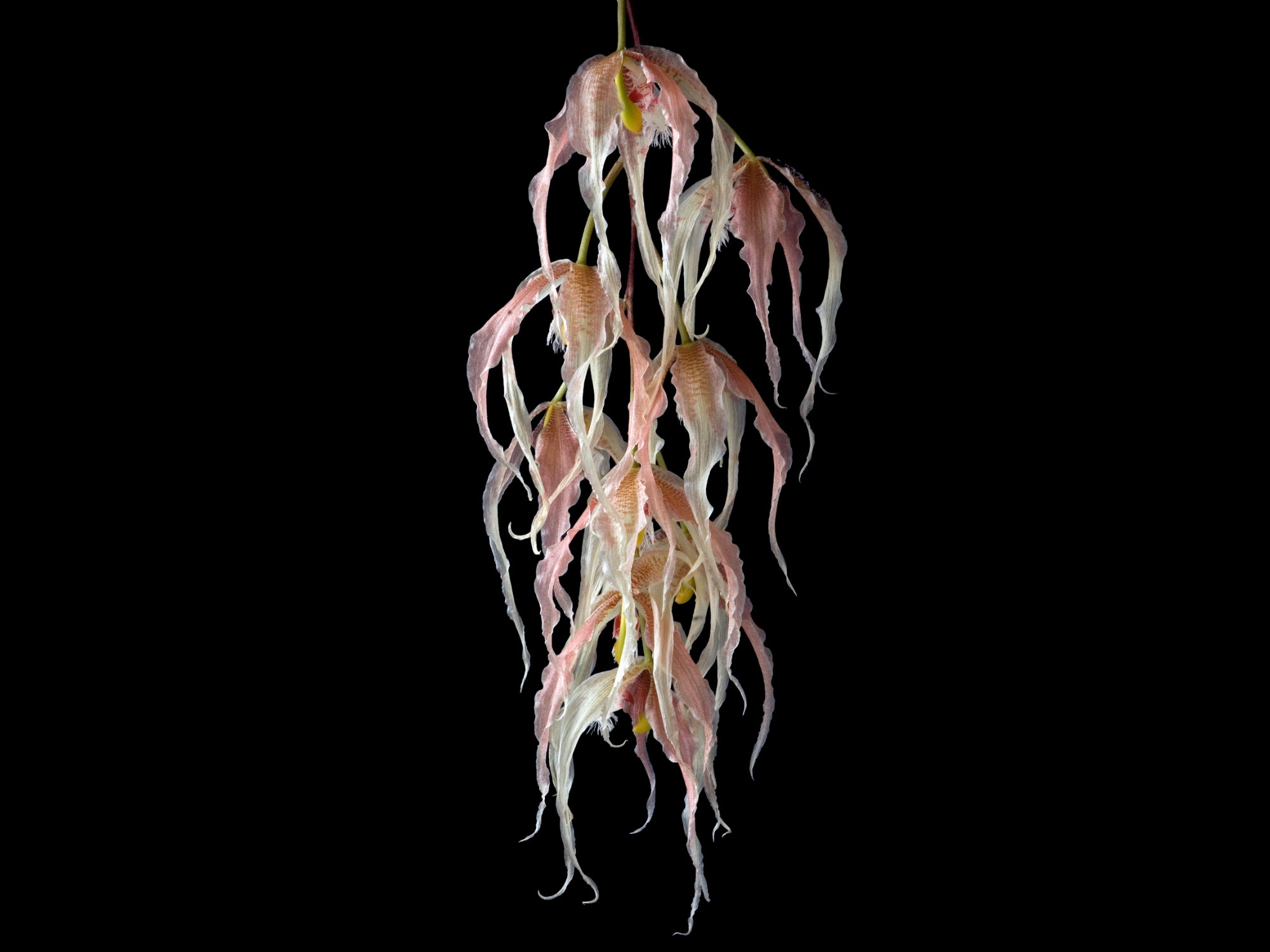 Paphinia herrerae
